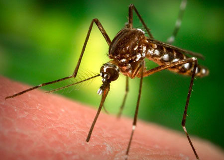 Tiêu diệt tận gốc Muỗi tại nhà